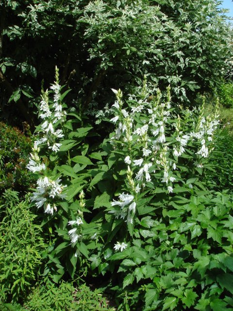 Campanula latifolia 'Alba'